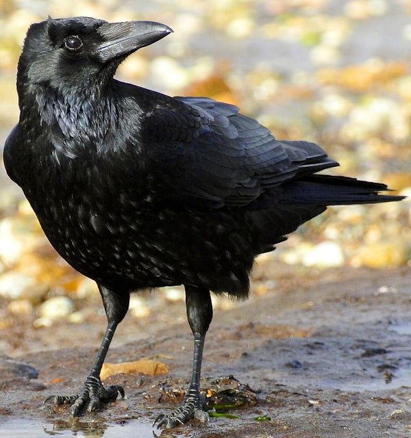 The Crow Spirit Animal
